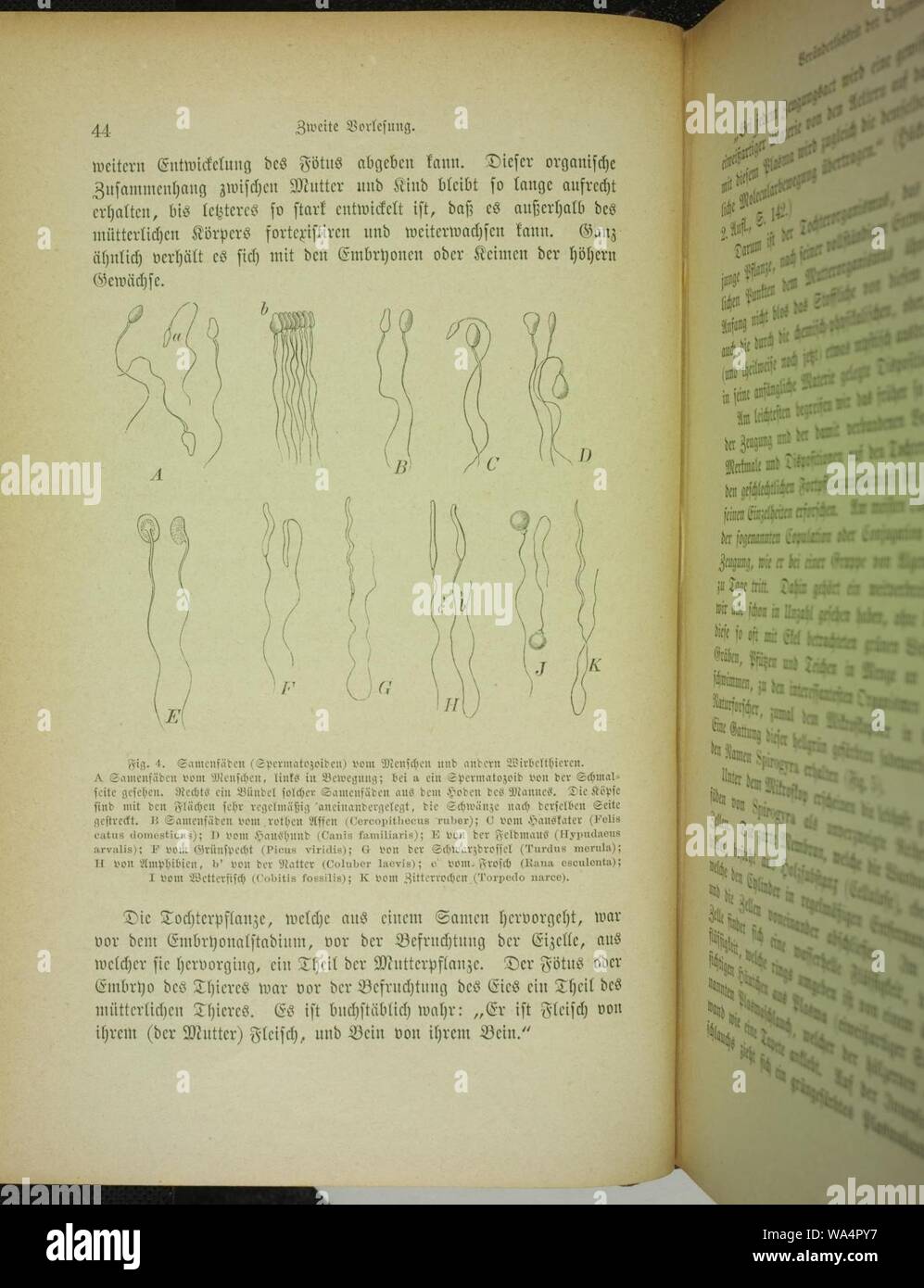 Die Neuere Schopfungsgeschichte nach dem gegenwartigen Stande der Naturwissenschaften, &c (Page 44) Stock Photo