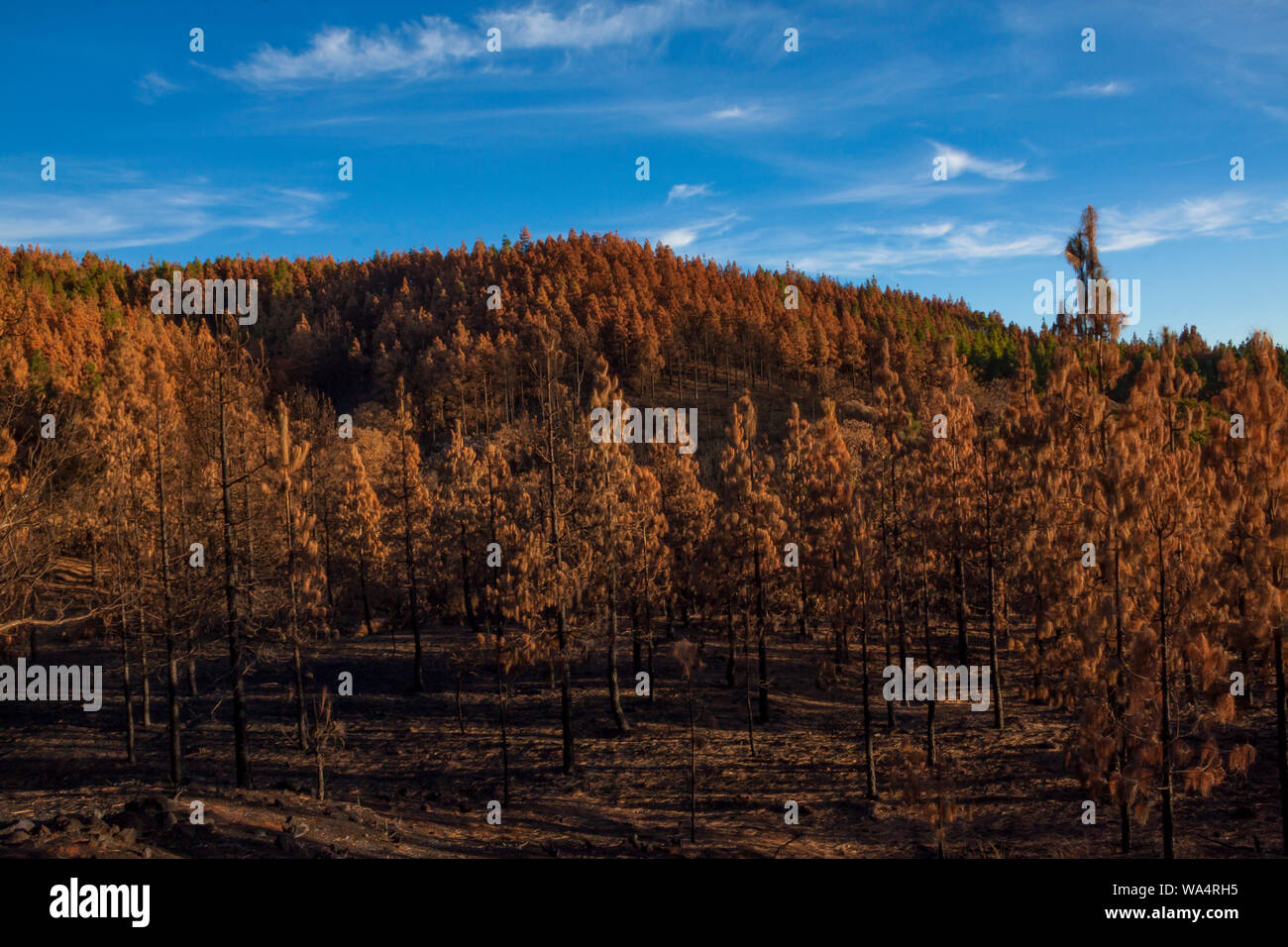 Burned pines on the summit of Gran Canaria, Spain - Stock Image