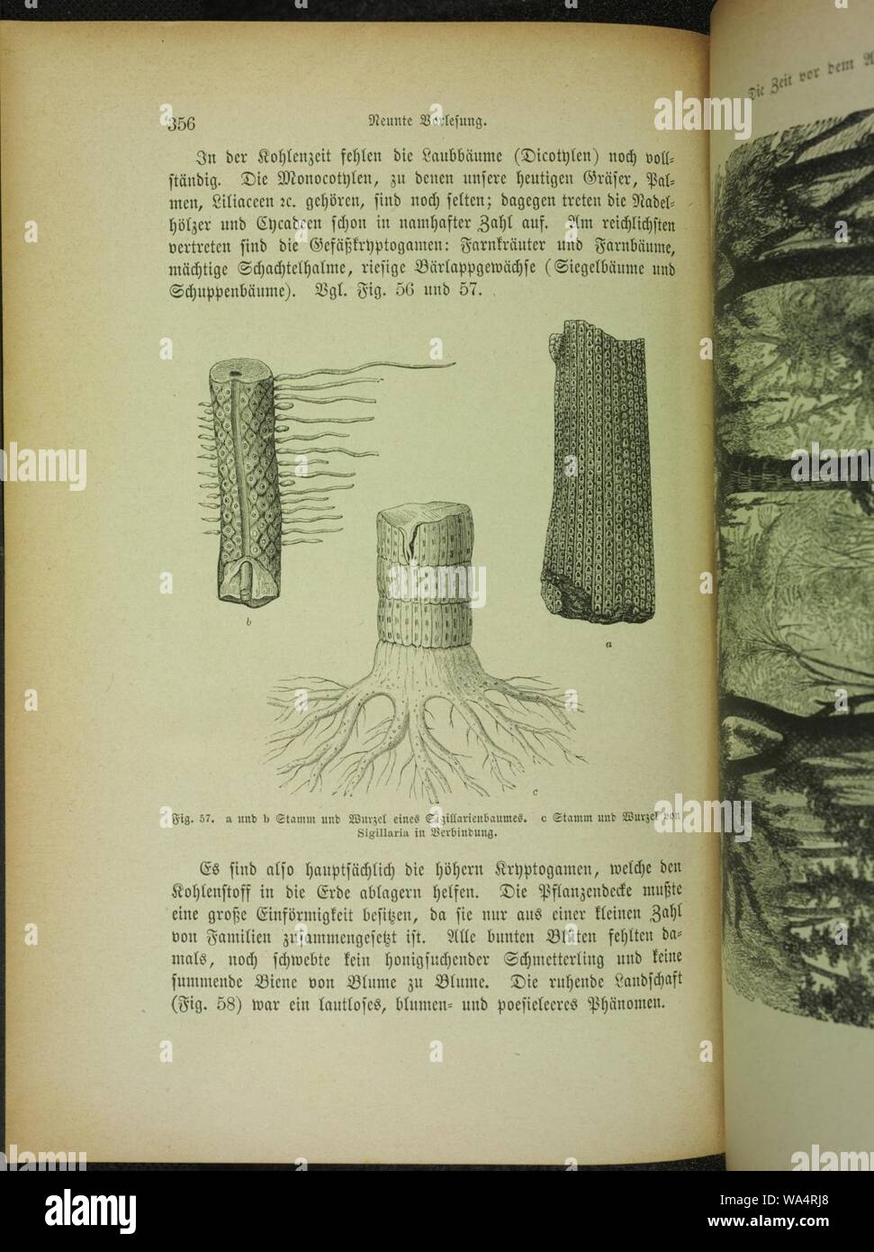 Die Neuere Schopfungsgeschichte nach dem gegenwartigen Stande der Naturwissenschaften, &c (Page 356) Stock Photo