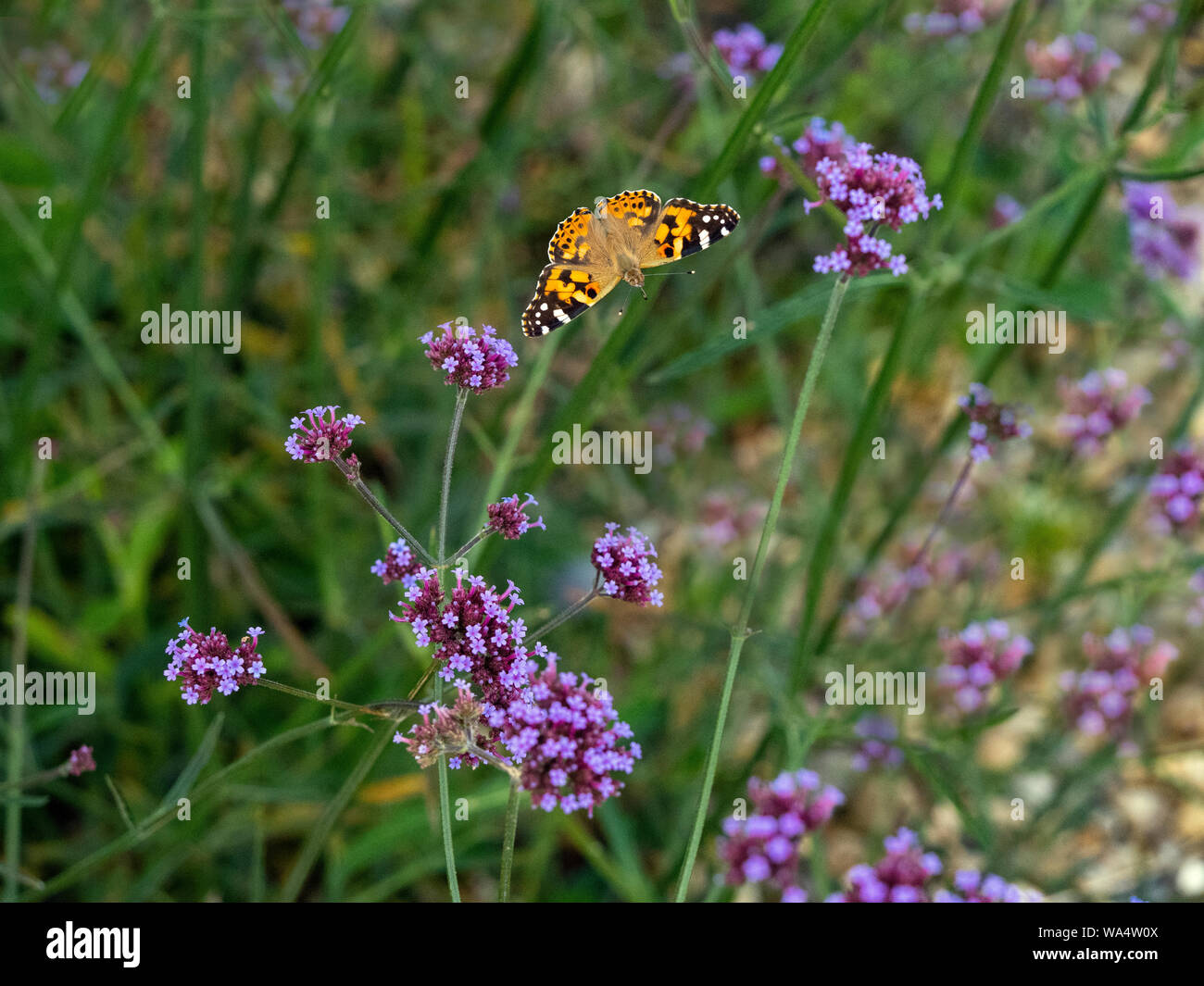 Painted Lady Butterfly Cynthia cardui feeding on verbena flowers flight sequence Stock Photo