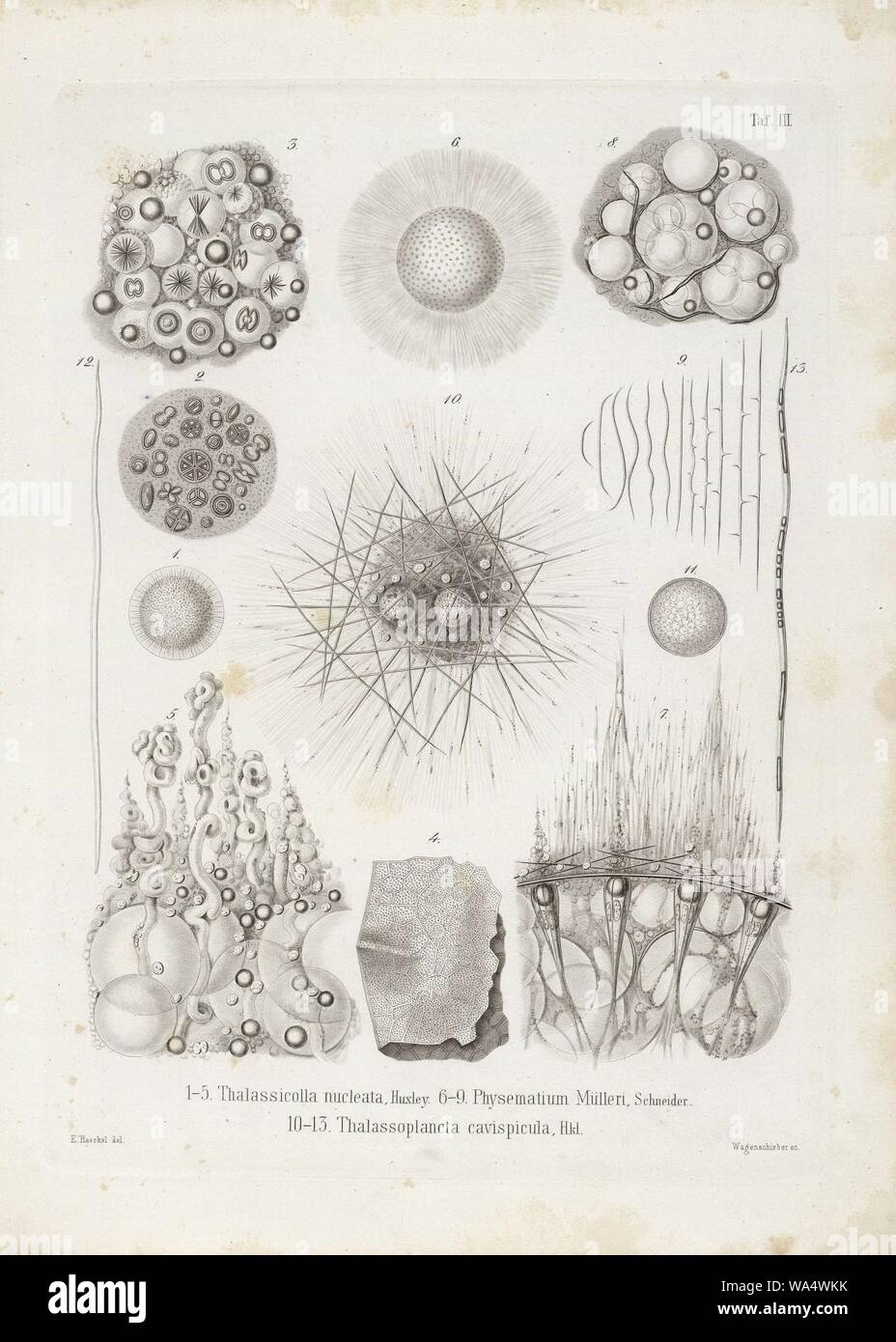 Die Radiolarien (Rhizopoda radiata) - Ernst Haeckel - Tafel 04 Stock