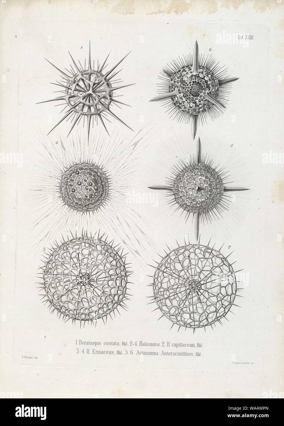 Schande vriendelijk reguleren Die Radiolarien (Rhizopoda radiata) - Ernst Haeckel - Tafel 24 Stock Photo  - Alamy