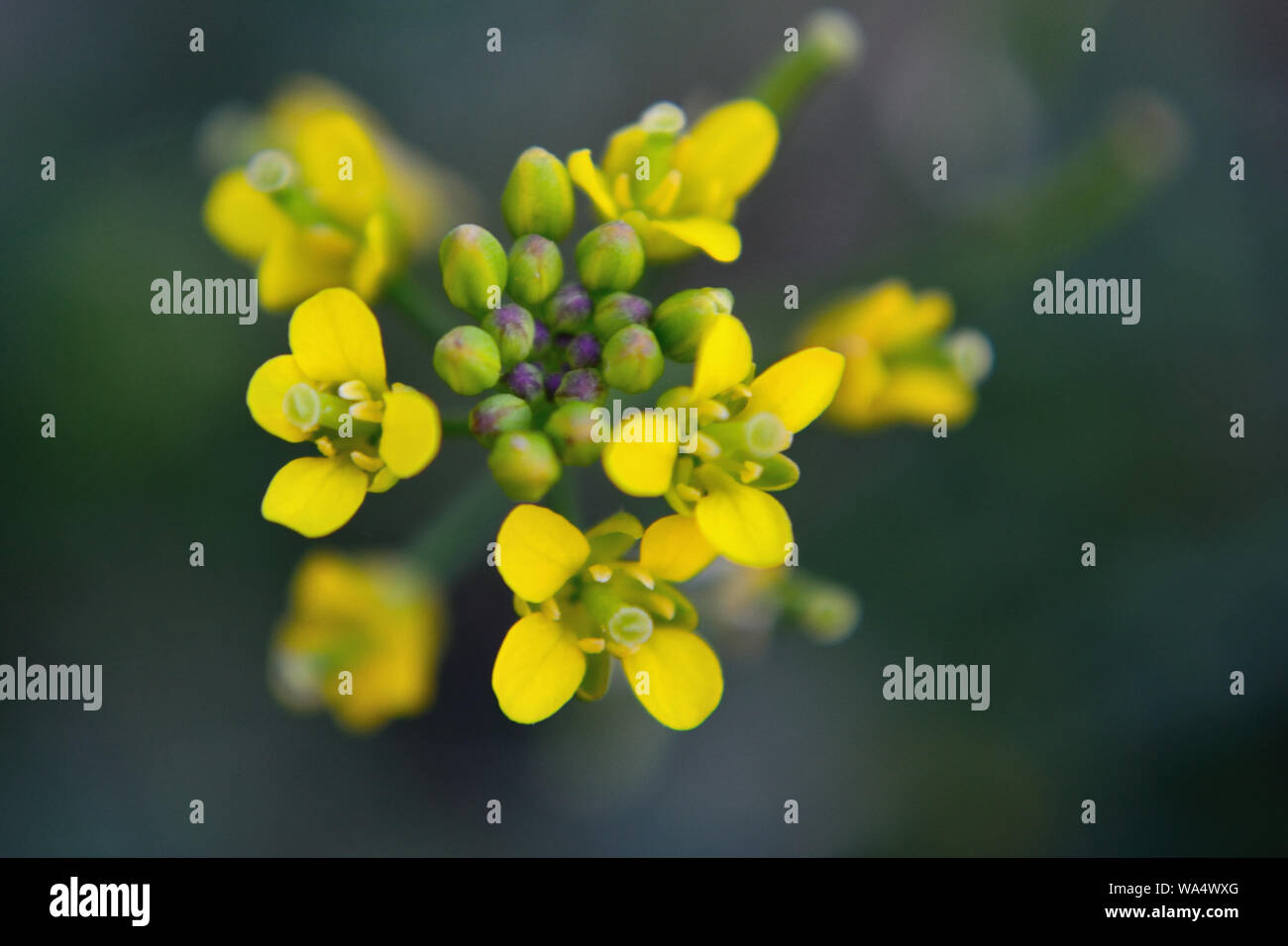 Yellow rocket Barbarea vulgaris flowers close up Stock Photo