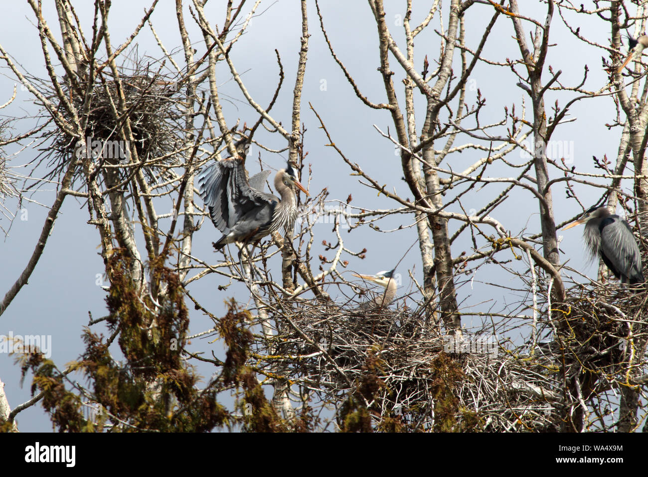 Great Blue Herons stand by their nests in a Rookery Stock Photo