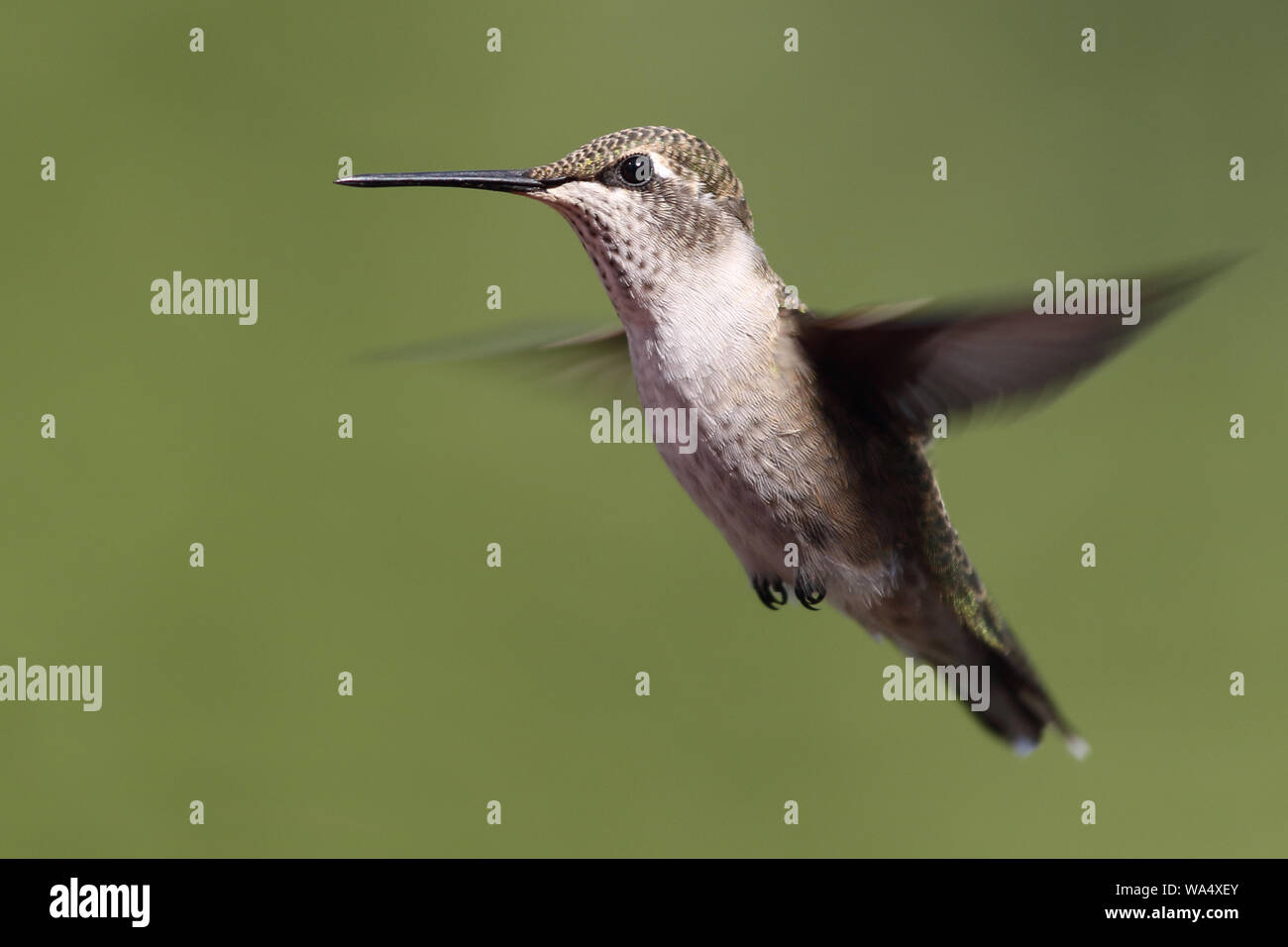 A delightful little Hummingbird hovers in mid-air Stock Photo