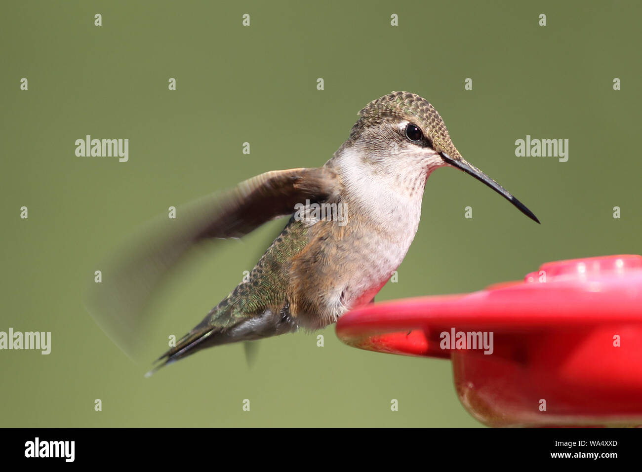 A charming little Broadtailed female Hummingbird drinks sugar water at