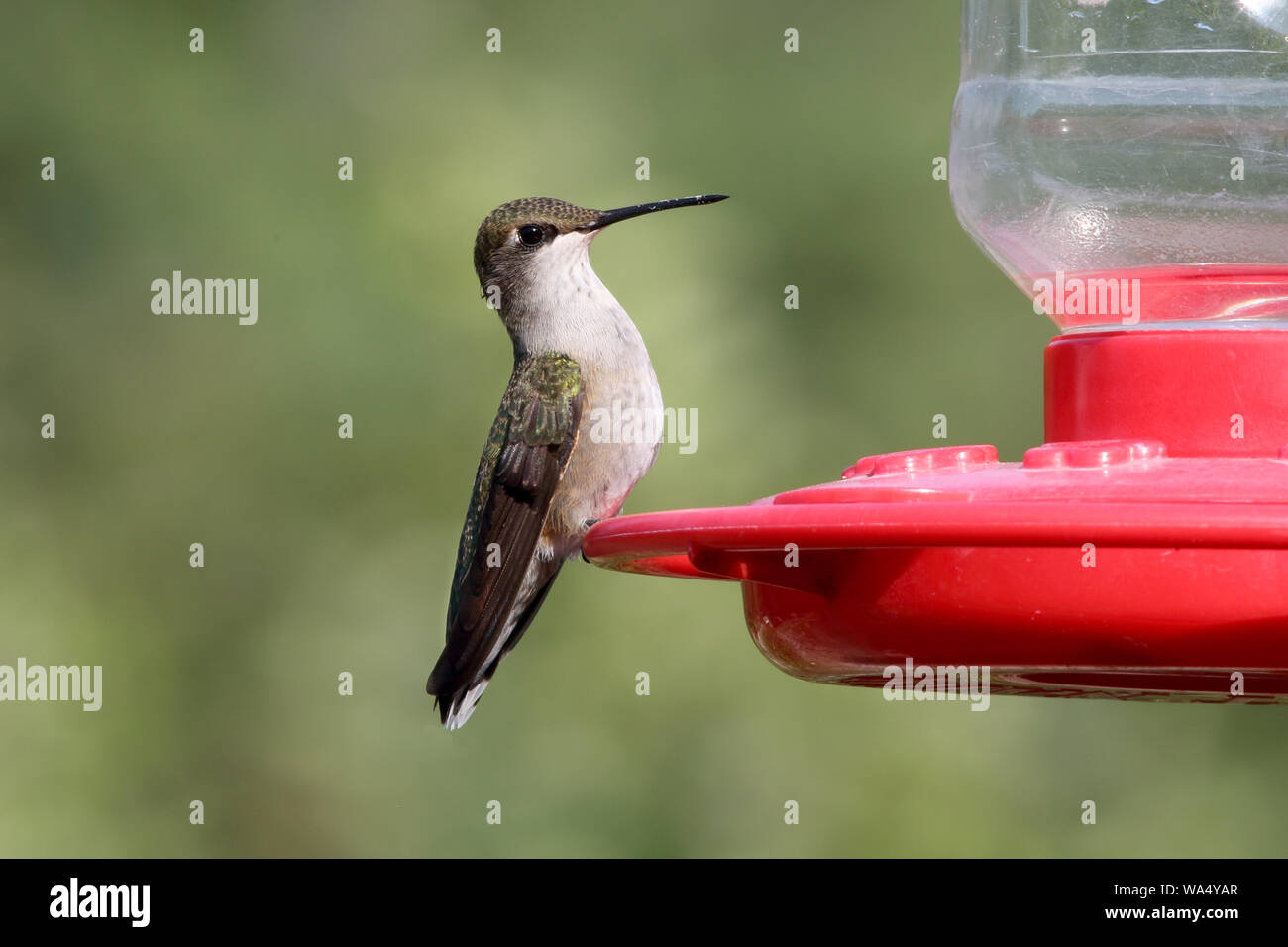 An alert little Hummingbird sits on a feeder Stock Photo