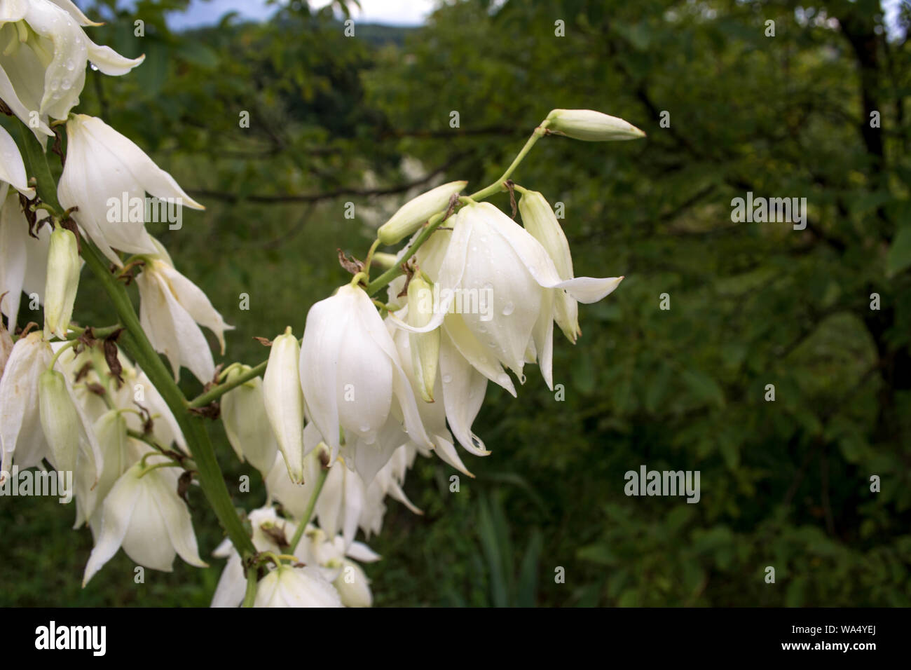 Campanula cochlearifolia ‘Alpine Breeze White’ Stock Photo