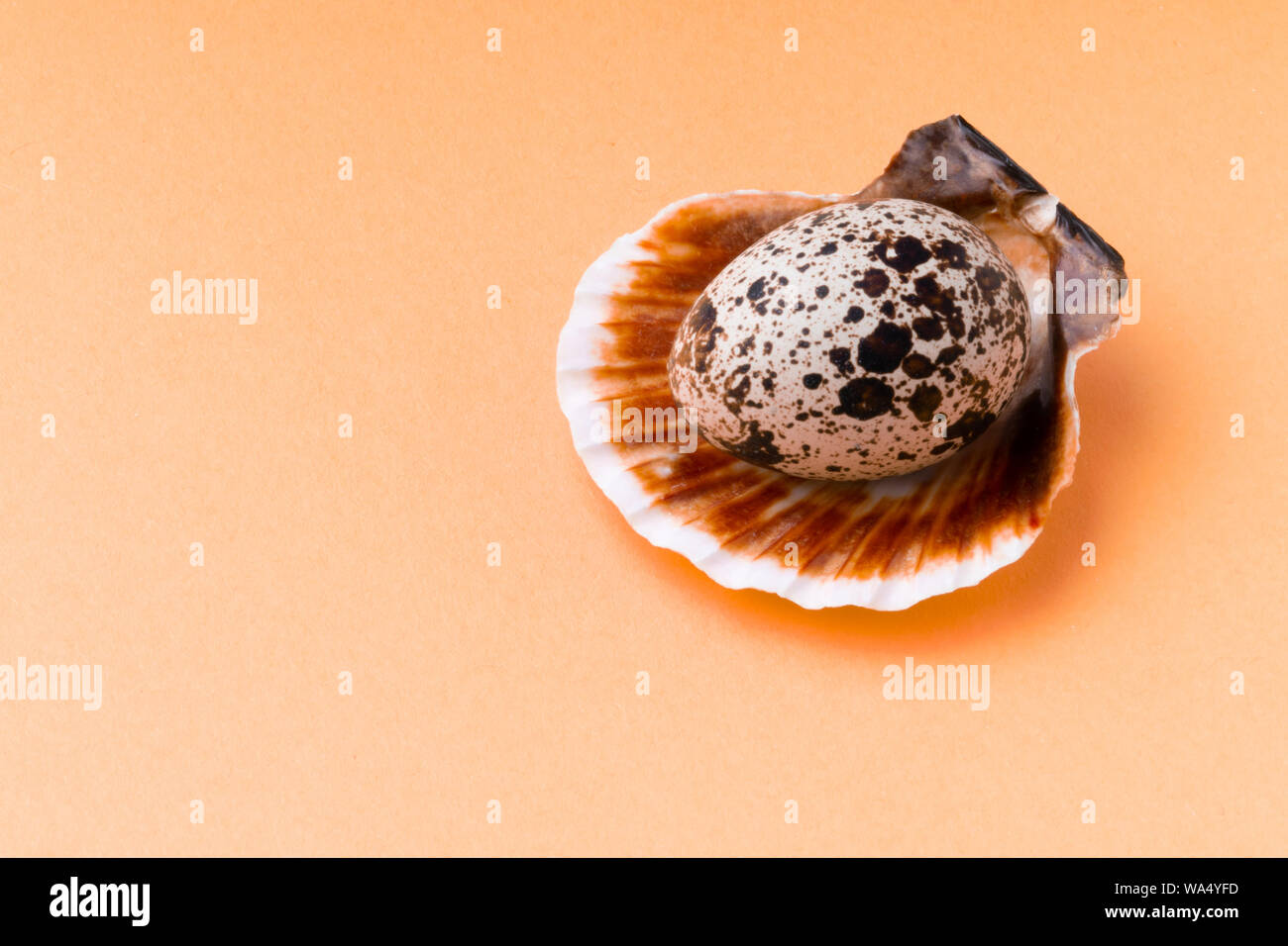 sea shell on a yellow macro background Stock Photo - Alamy