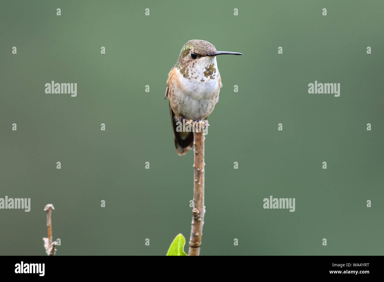 A tiny female Allen's Hummingbird perches daintily on the top of a stem Stock Photo