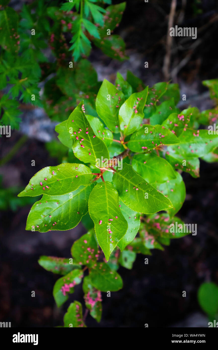 Fungus on leaves Stock Photo Alamy