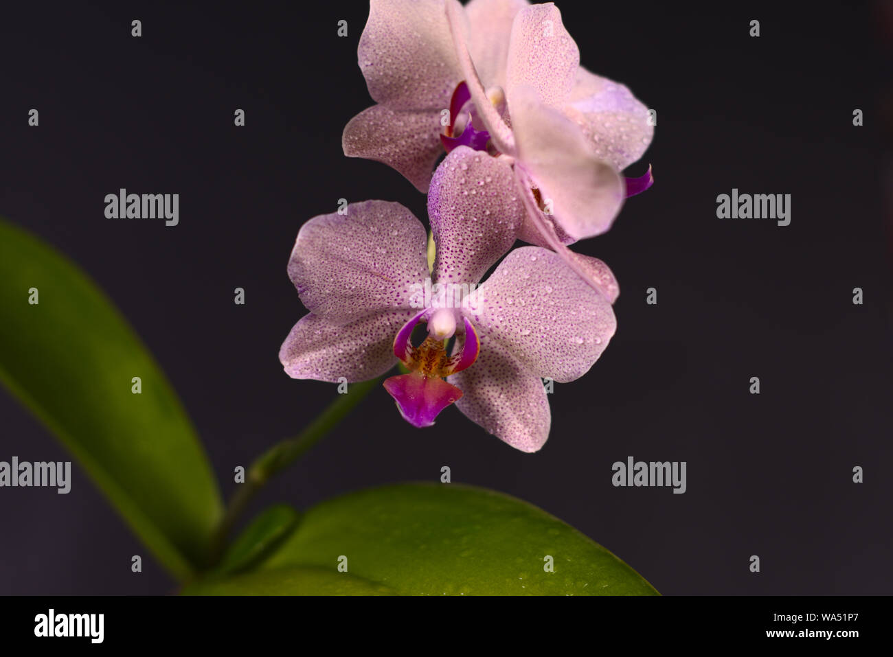 Purple orchid on black background Stock Photo