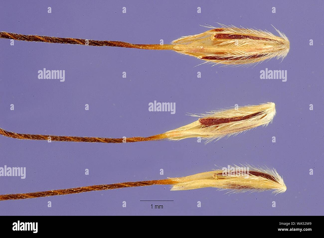 Diectomis fastigiata seeds. Stock Photo