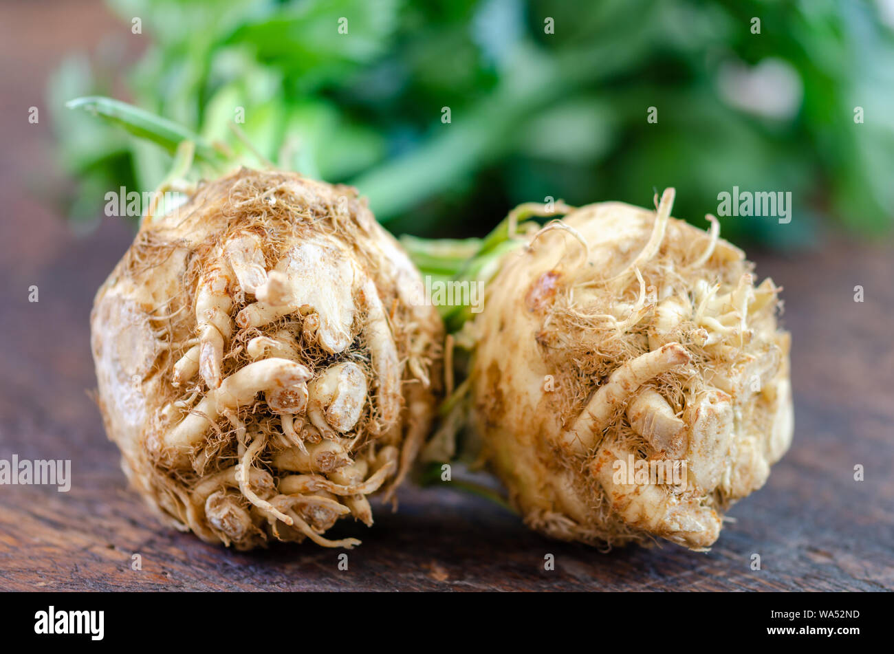 Tuber celery hires stock photography and images Alamy