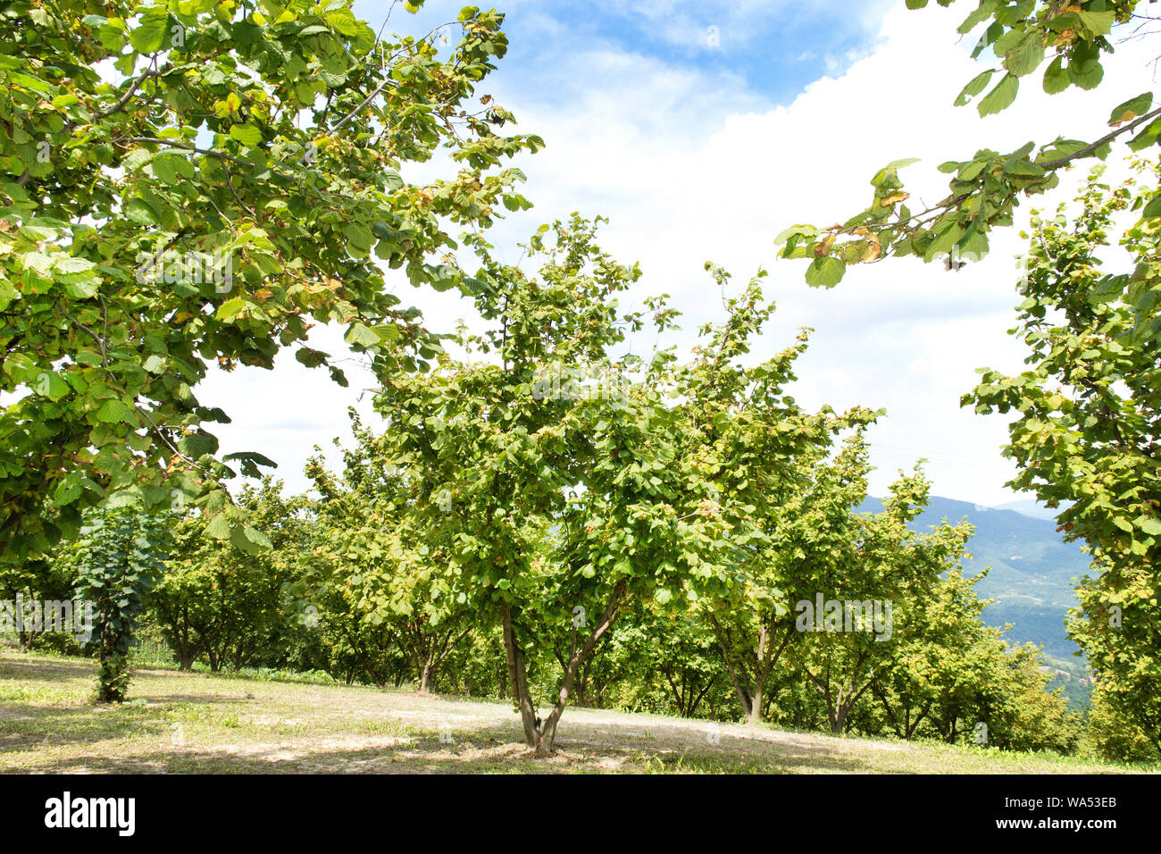 Langhe hazelnut trees hires stock photography and images Alamy
