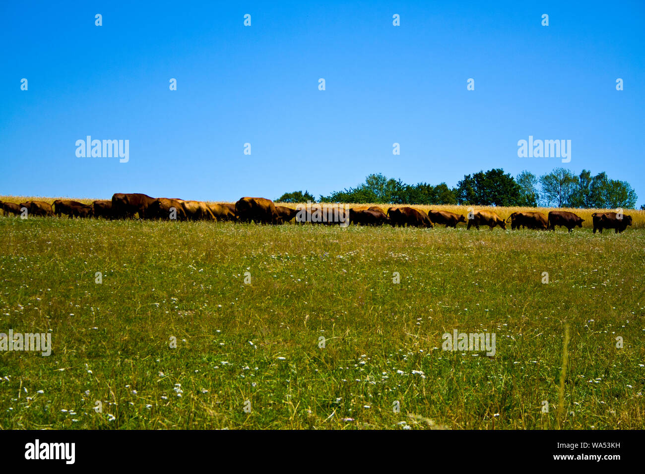Hereford cattle spring hi-res stock photography and images - Alamy