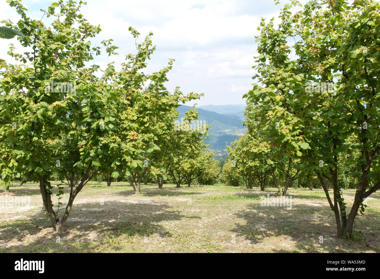 Plantation of hazelnut trees in the Langhe in Piedmont Italy Stock ...