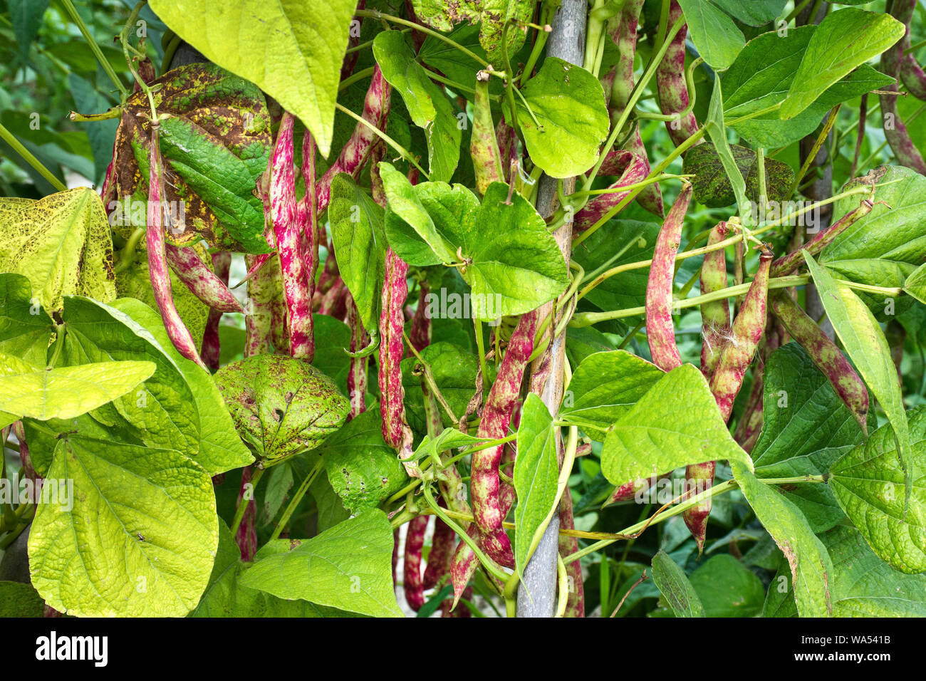 Climbing red bean Stock Photo Alamy