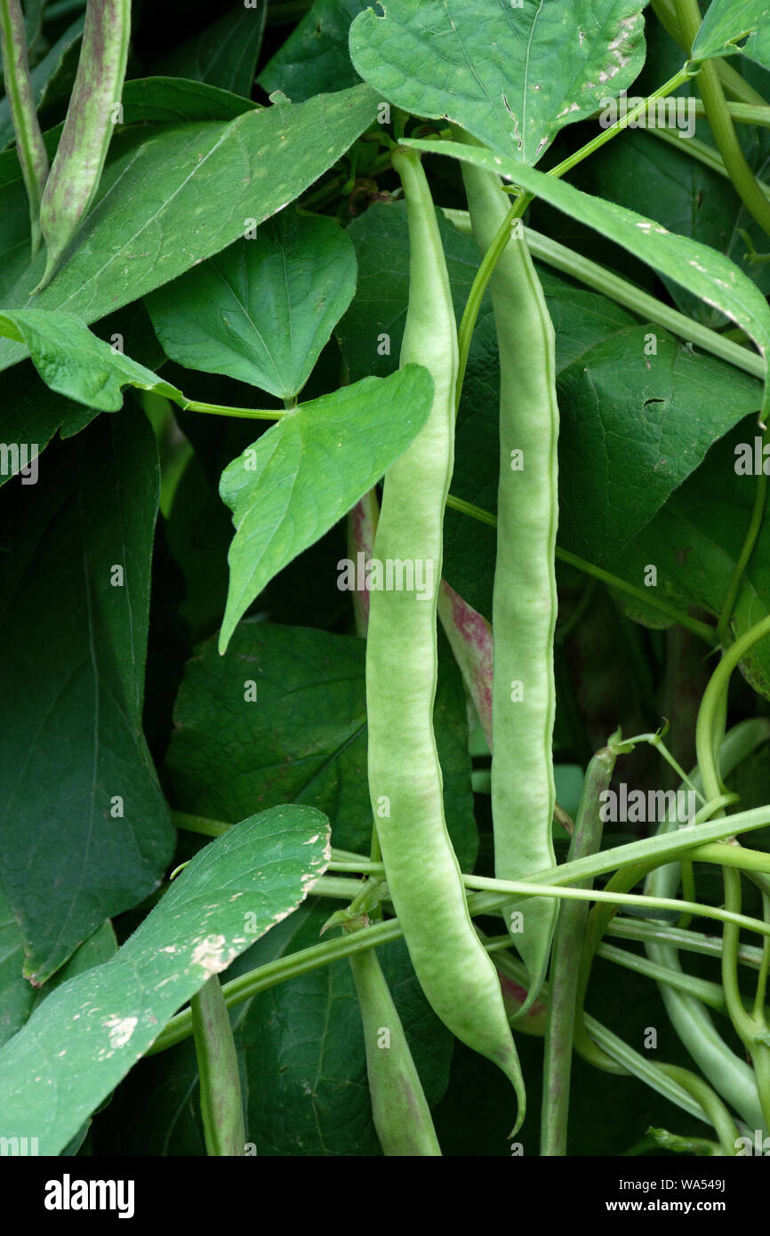 Climbing green bean Stock Photo