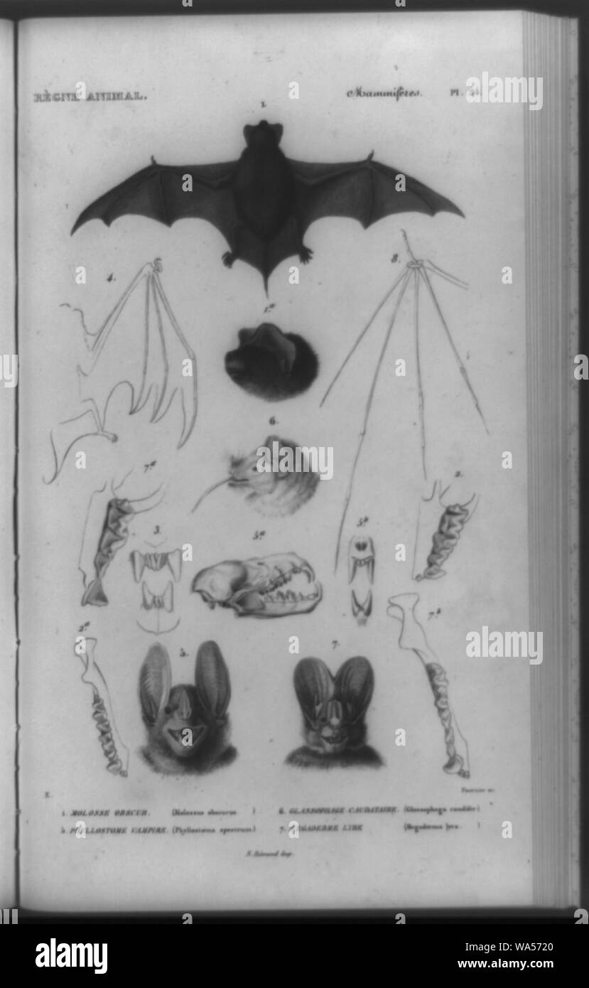 Different species of bats, with details of heads, wing and teeth