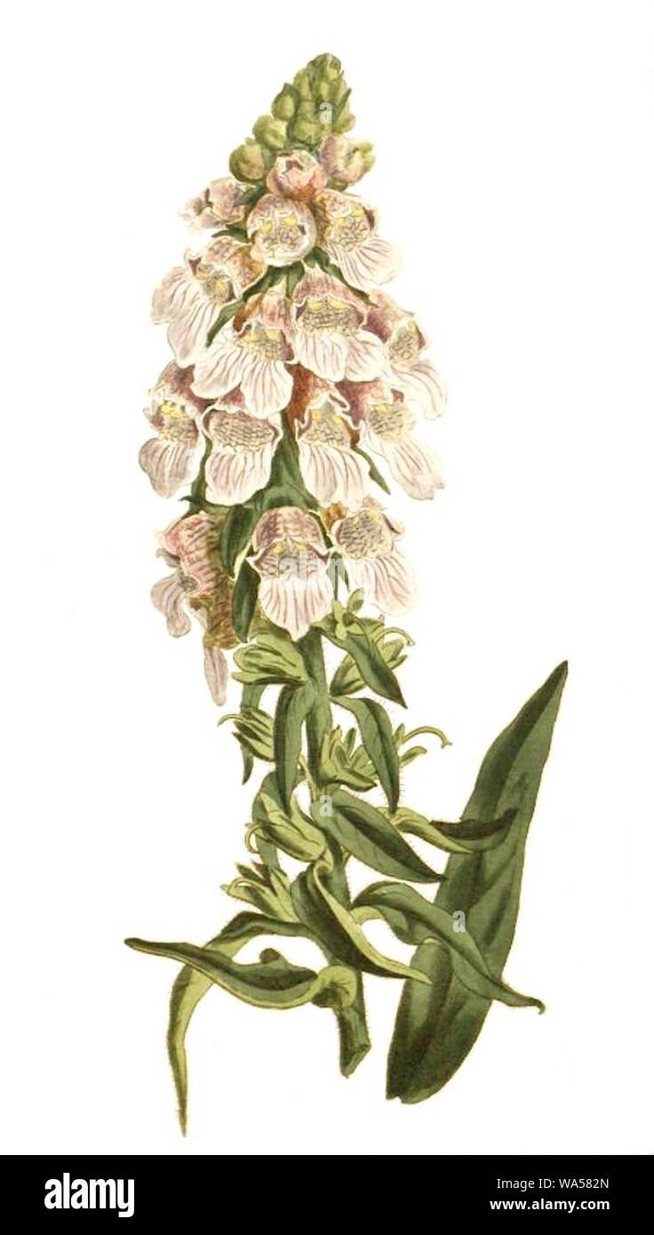 digitalis-lanata-no-text-stock-photo-alamy