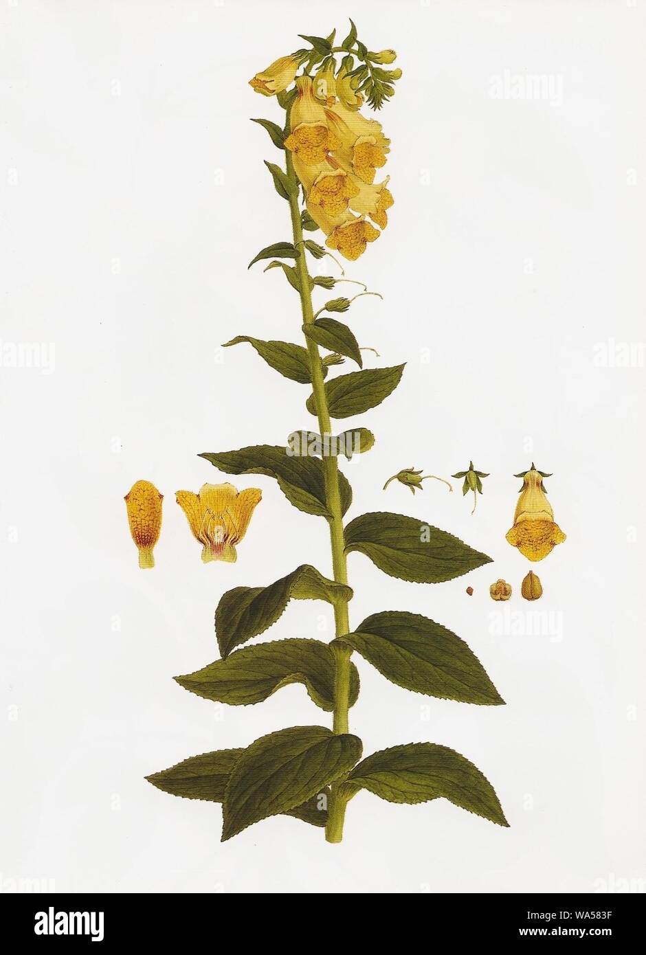 Digitalis grandiflora RHS Stock Photo Alamy