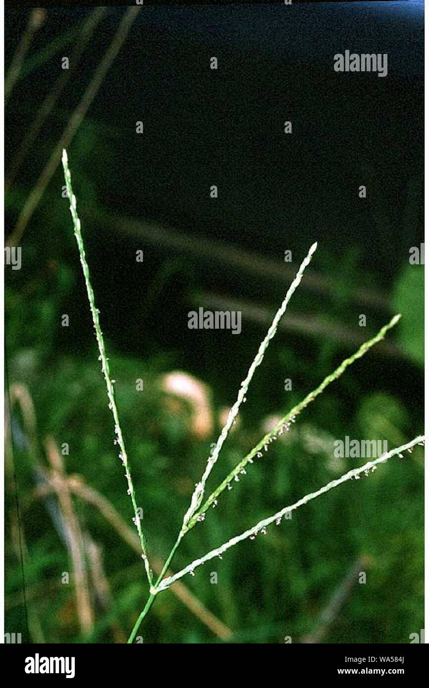 Digitaria sanguinalis. Stock Photo