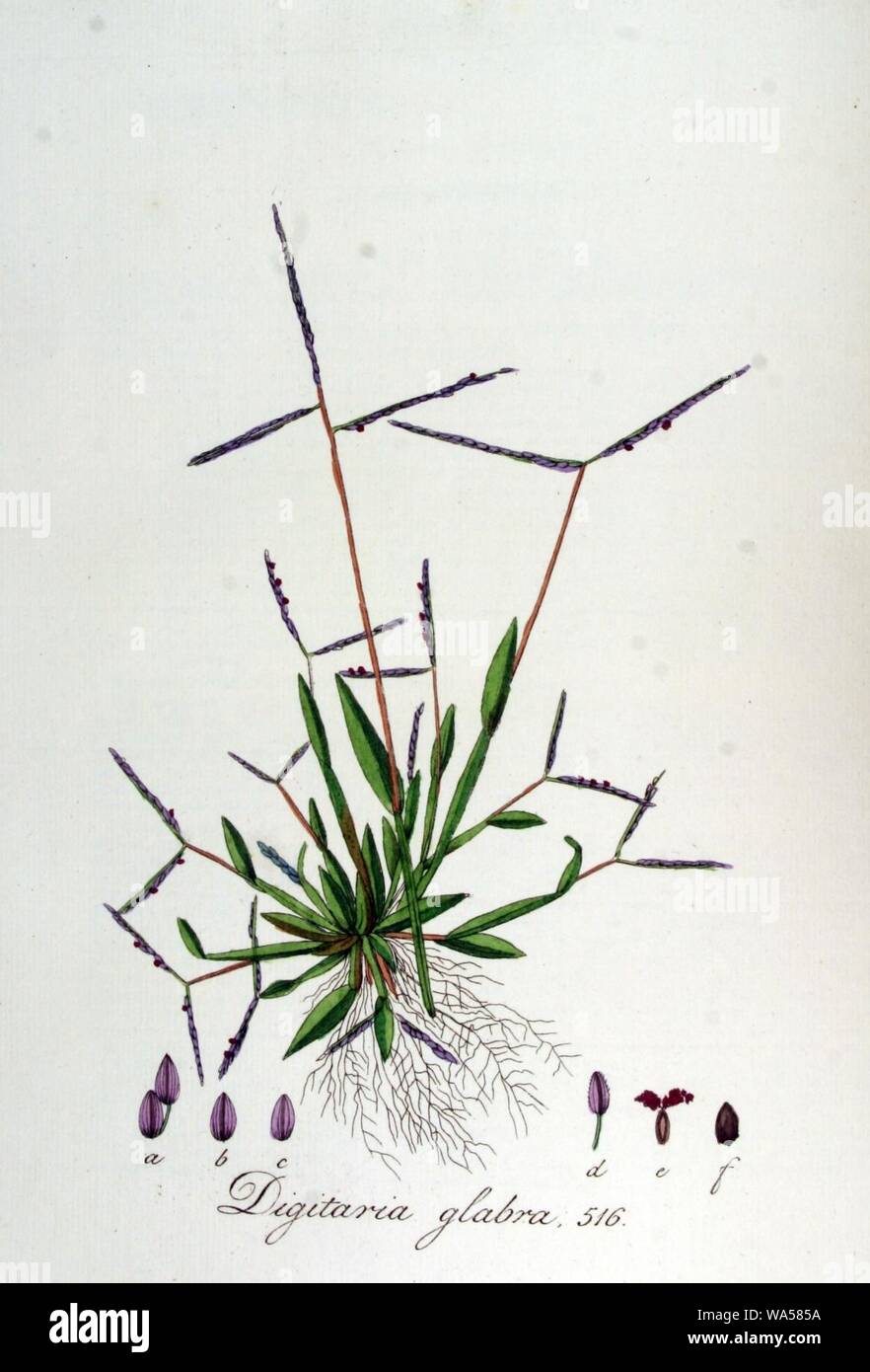 Digitaria glabra — Flora Batava — Volume v7. Stock Photo