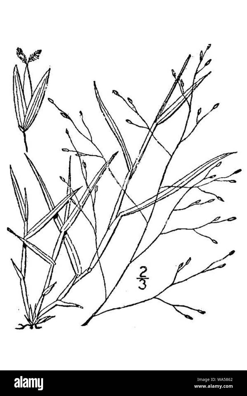 Digitaria cognata BB-1913. Stock Photo