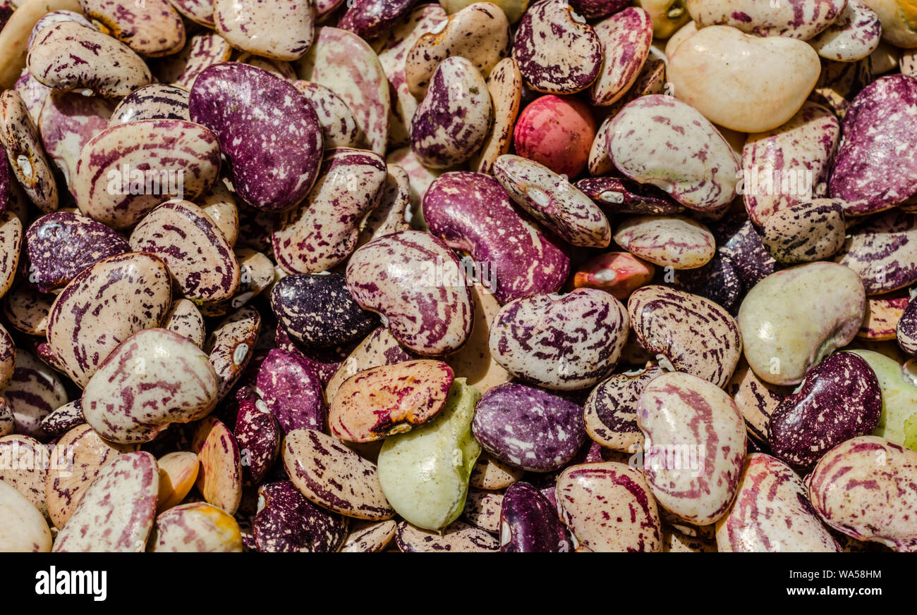 Lima bean plant hires stock photography and images Alamy
