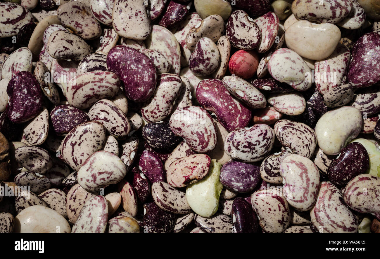 Lima bean plant hires stock photography and images Alamy