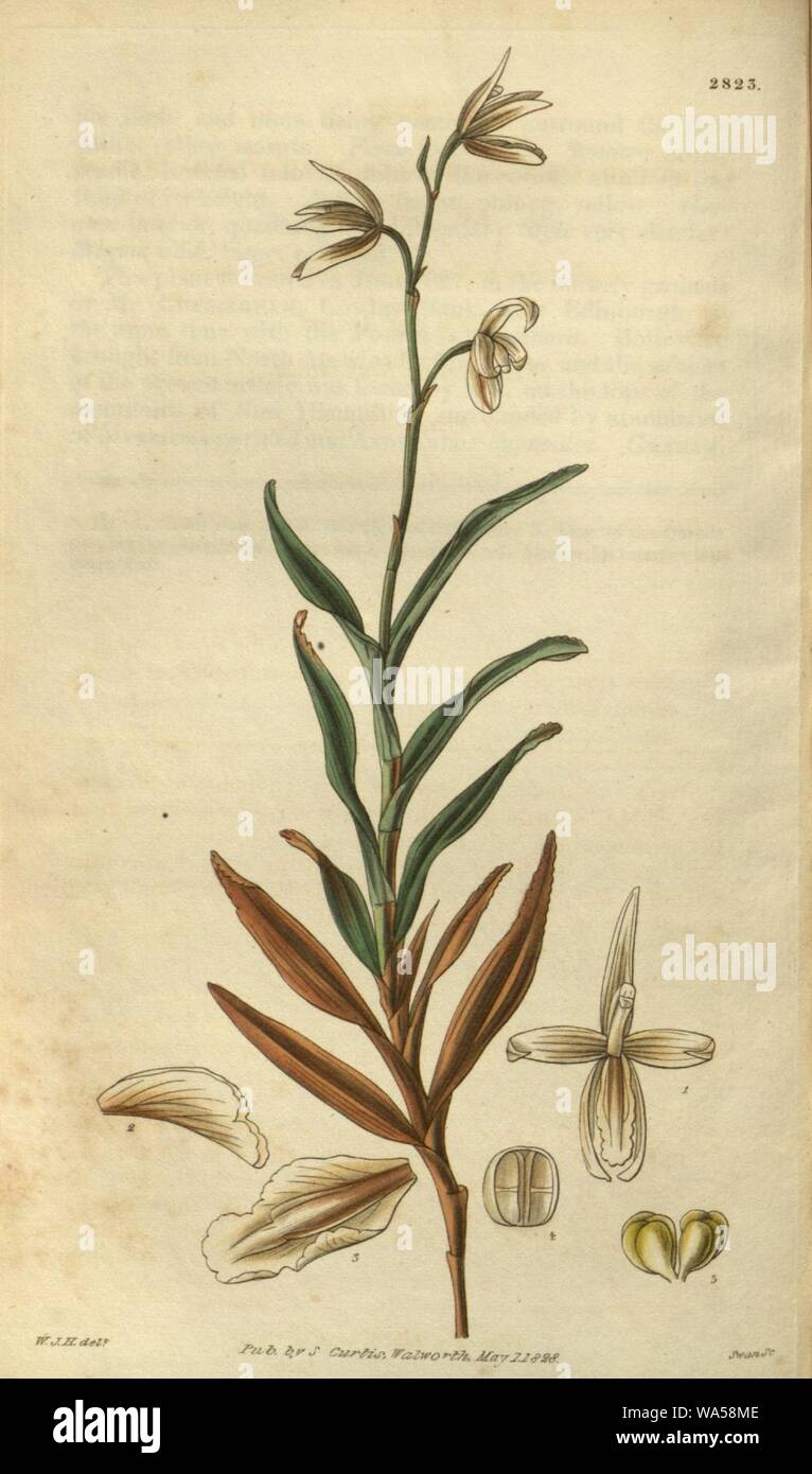 Dilomilis montana (as Octomeria serratifolia) - Curtis' 55 (N.S. 2) pl. 2823 (1828). Stock Photo