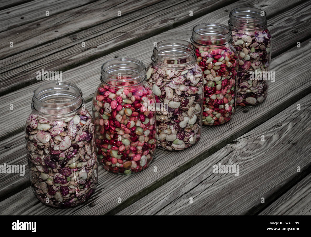 Homegrown beans and peas, ready to can. Fresh organic dry beans