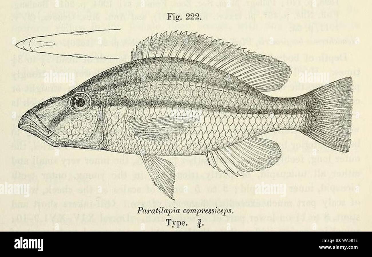 Dimidiochromis compressiceps2. Stock Photo