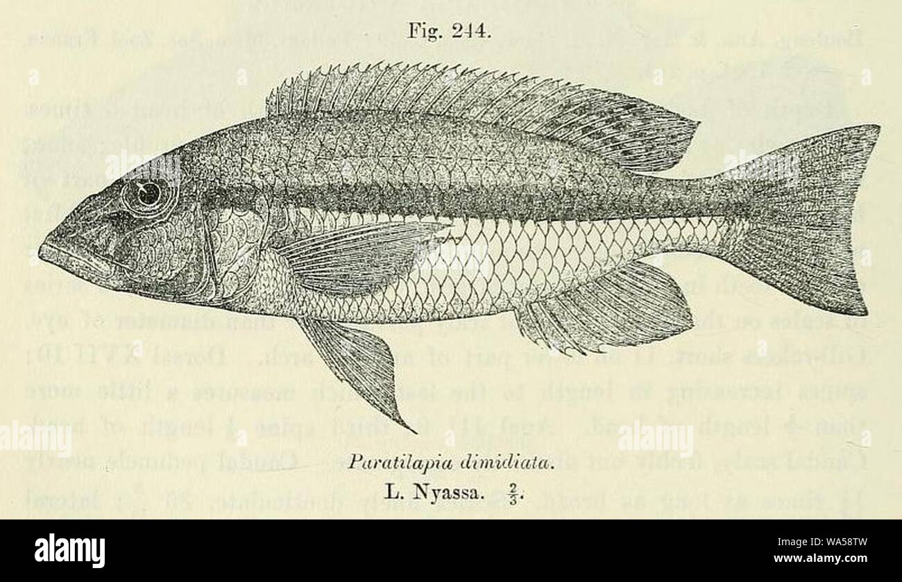 Dimidiochromis dimidiatus. Stock Photo
