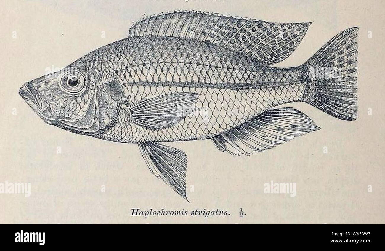 Dimidiochromis strigatus. Stock Photo