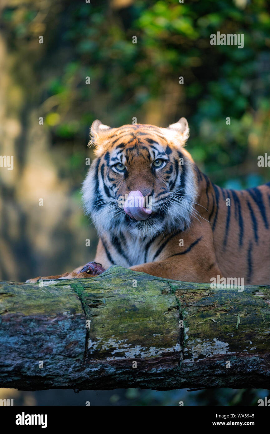 Tiger feeding at Edinburgh Zoo Stock Photo - Alamy