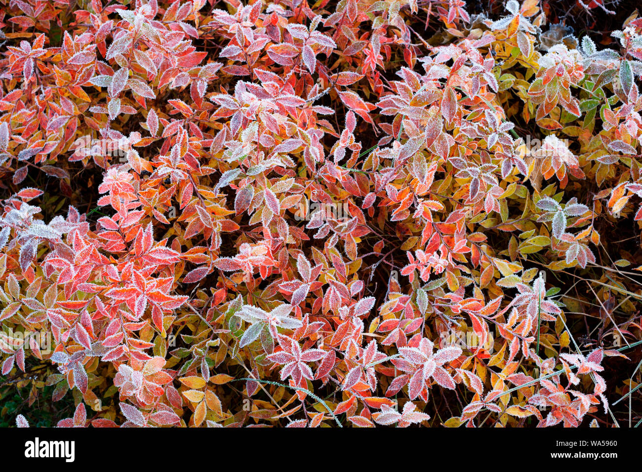 Huckleberry leaves in autumn colors and covered with frost Stock Photo