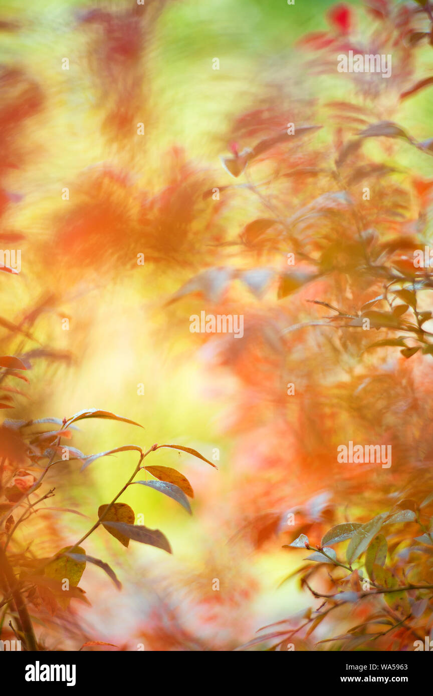 Huckleberry leaves in autumn colours Stock Photo