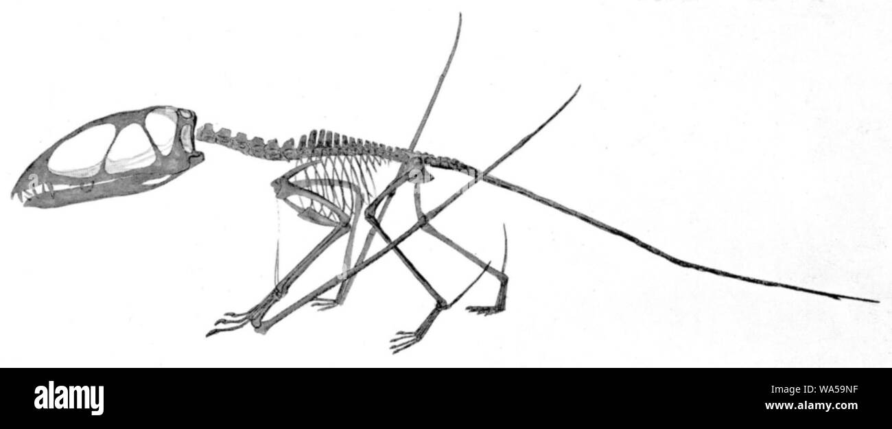 Dimorphodon macronyx Stock Photo - Alamy