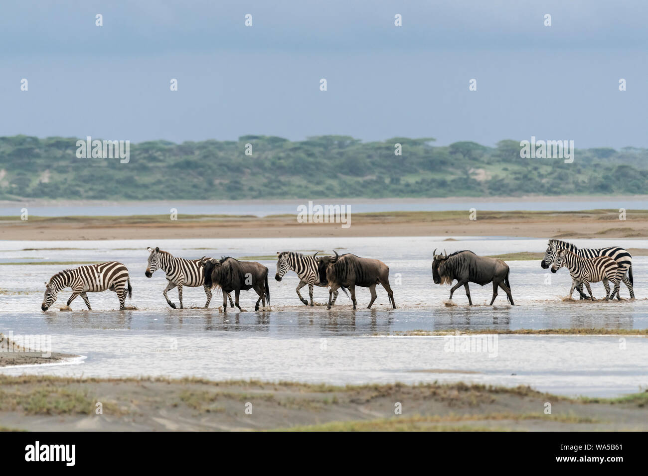 Mixed herds of zebra and wildebeest fording a waterway durng the Great Migration, Lake Ndutu, Serengeti, Tanzania. Stock Photo