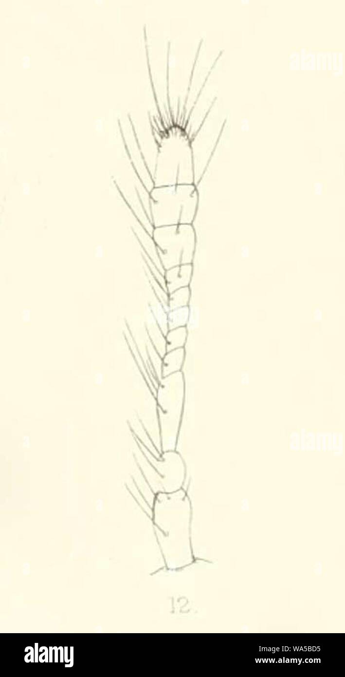 Diomus dohertyi antenna 1894. Stock Photo
