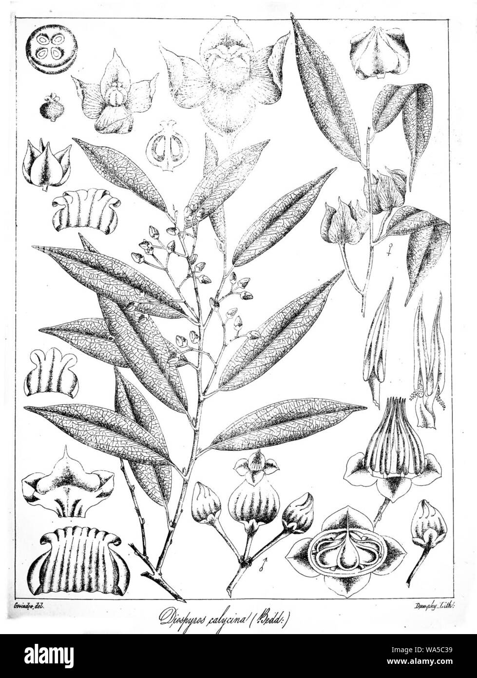 Diospyros calycina Govindoo. Stock Photo