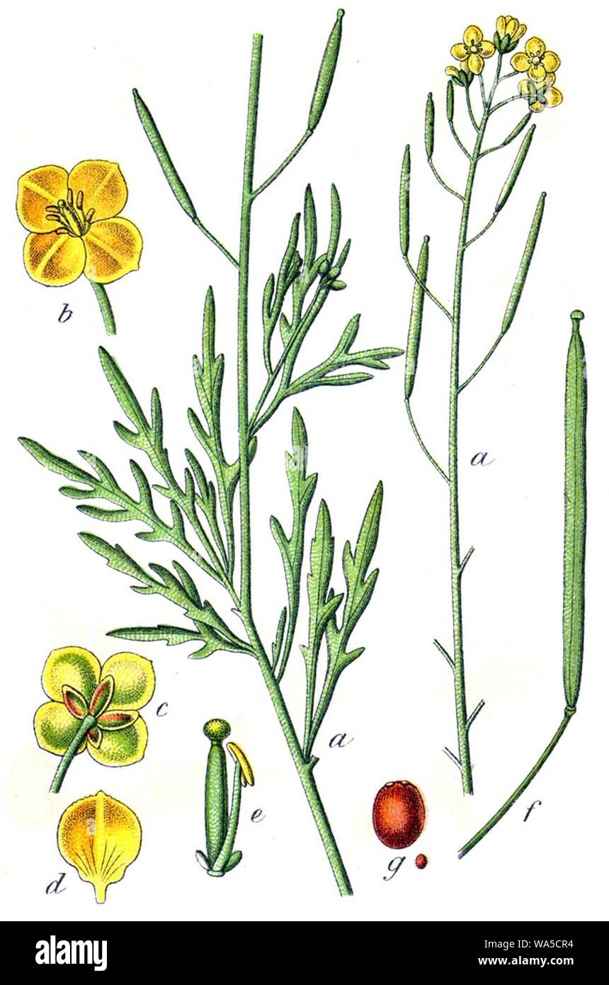 Diplotaxis tenuifolia Sturm32. Stock Photo