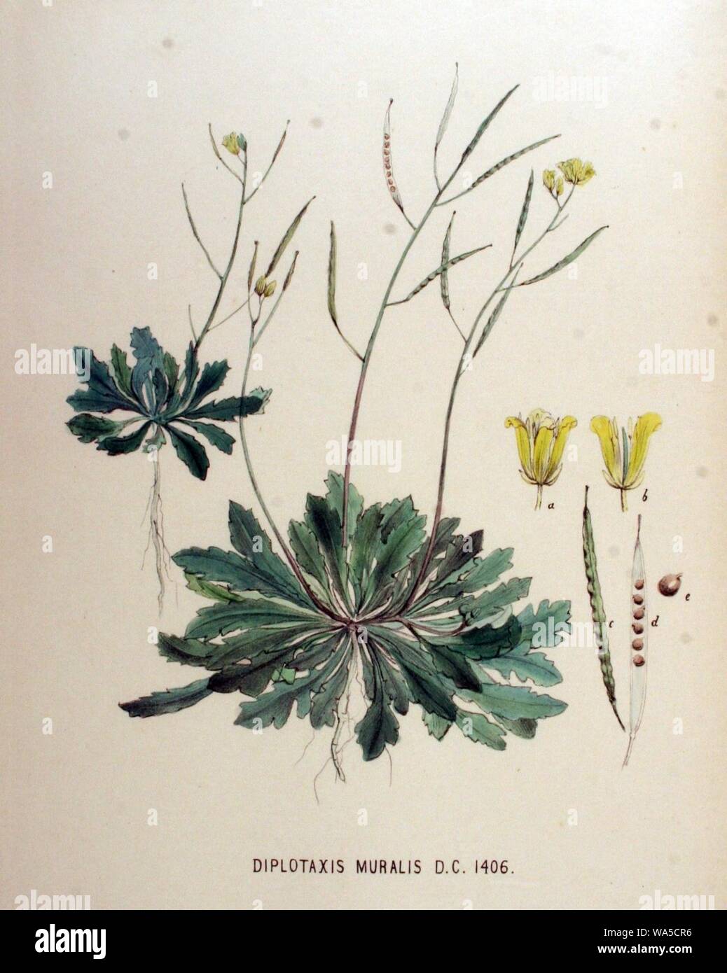 Diplotaxis muralis — Flora Batava — Volume v18. Stock Photo