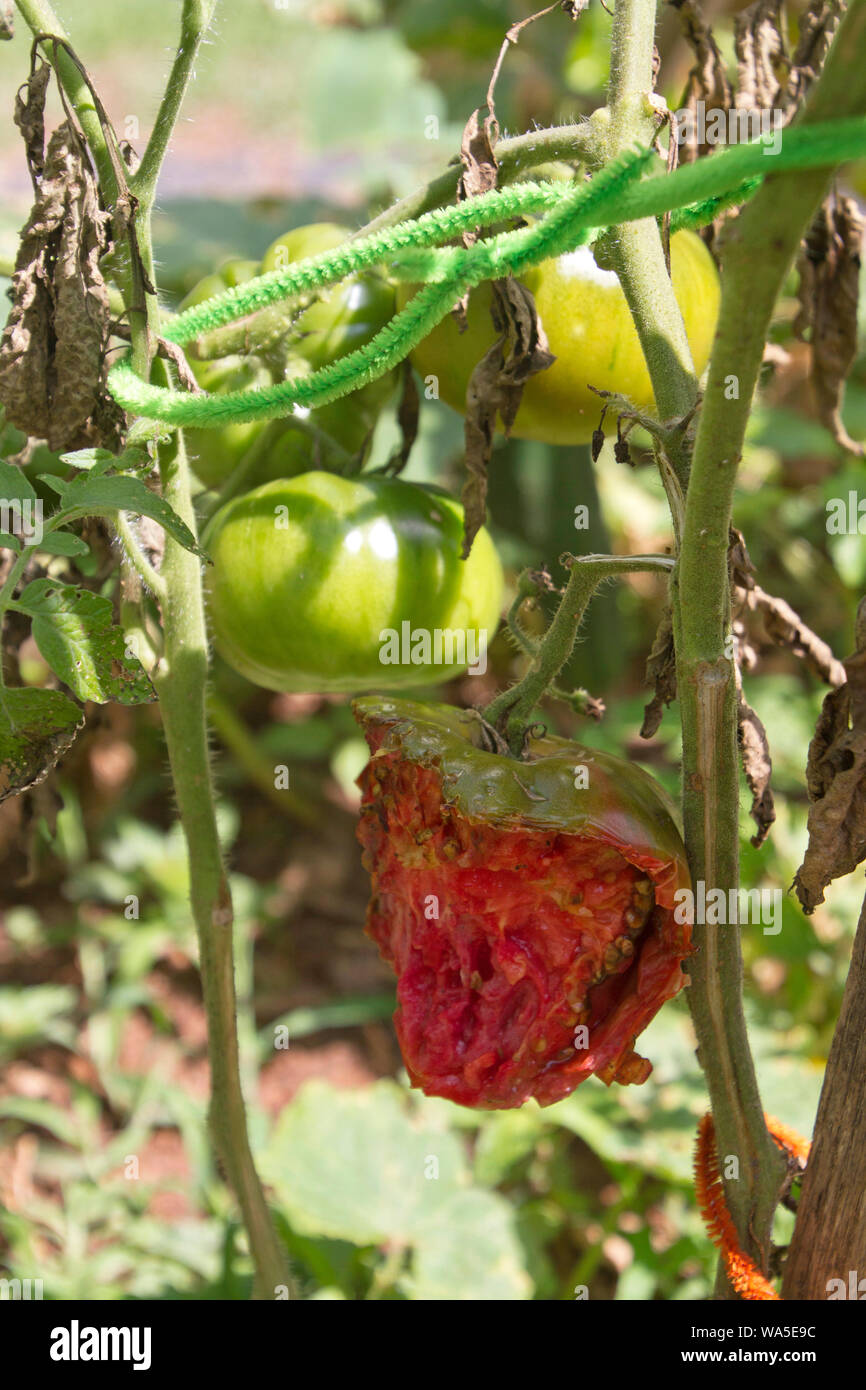 Close up of ripening tomatoes in a summer garden, one half eaten away