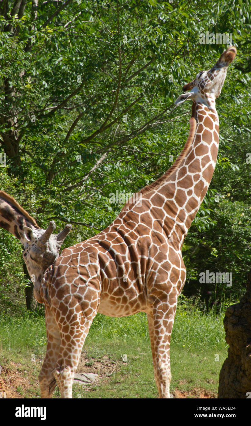 Two giraffes exhibiting mating behavior on a sunny summer's day. The male bull is rubbing up against the female's backside until she pees so he can ta Stock Photo - Alamy Two giraffes exhibiting mating behavior on a sunny summer's day. The male bull is rubbing up against the female's backside until she pees so he can ta Stock Photo - Alamy