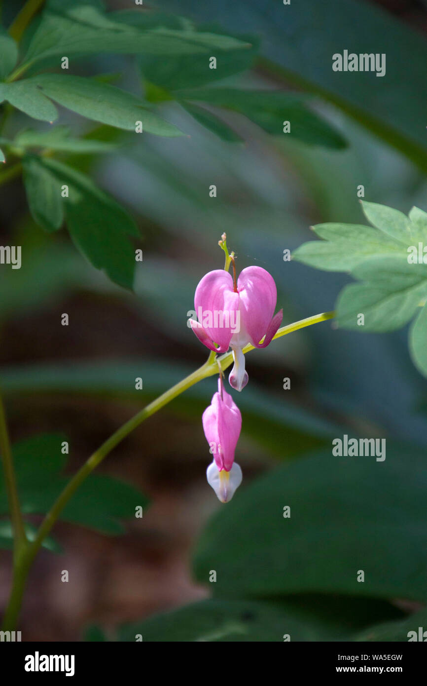 Close up of Dicentra spectabilis, a brilliantly pink heart-shaped flower also called Bleeding Heart, Dutchman’s Breeches or Lyre Flower Stock Photo