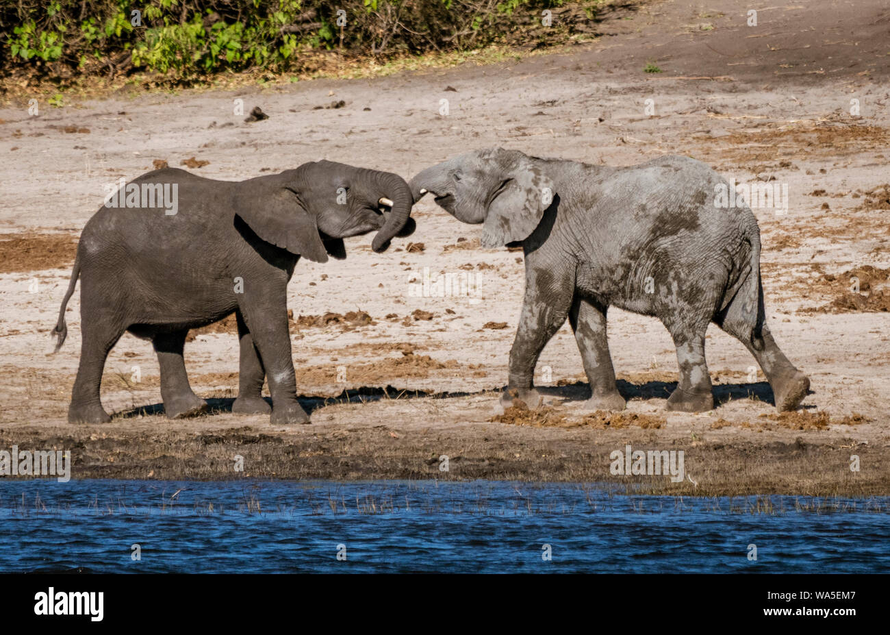 Two baby elephants play by intertwining their trunks Stock Photo Alamy