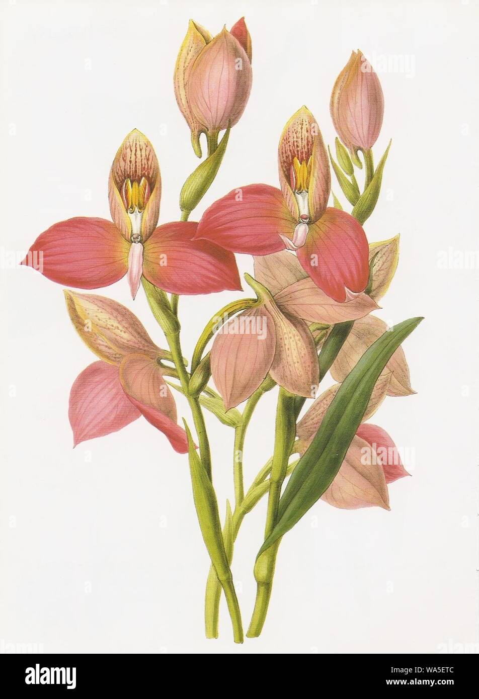Disa grandiflora RHS. Stock Photo